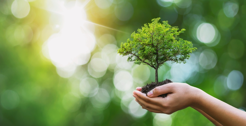 tree care