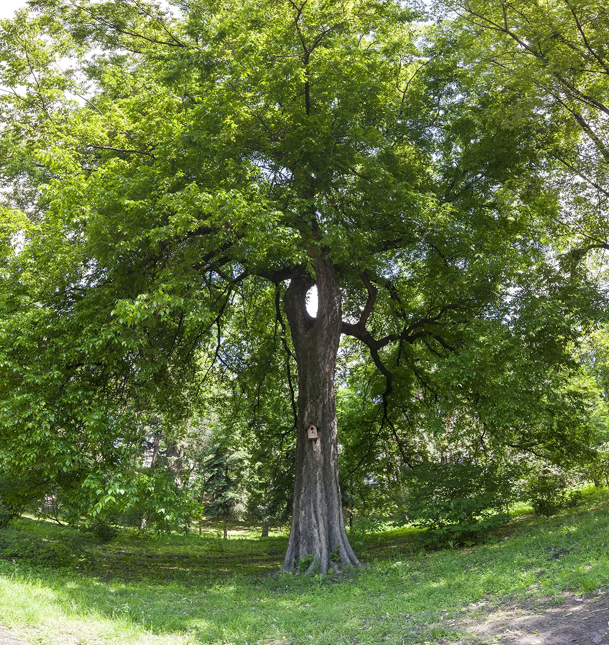 decatur-tree