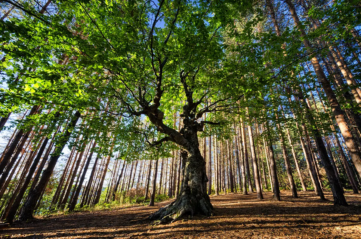 kennesaw-tree