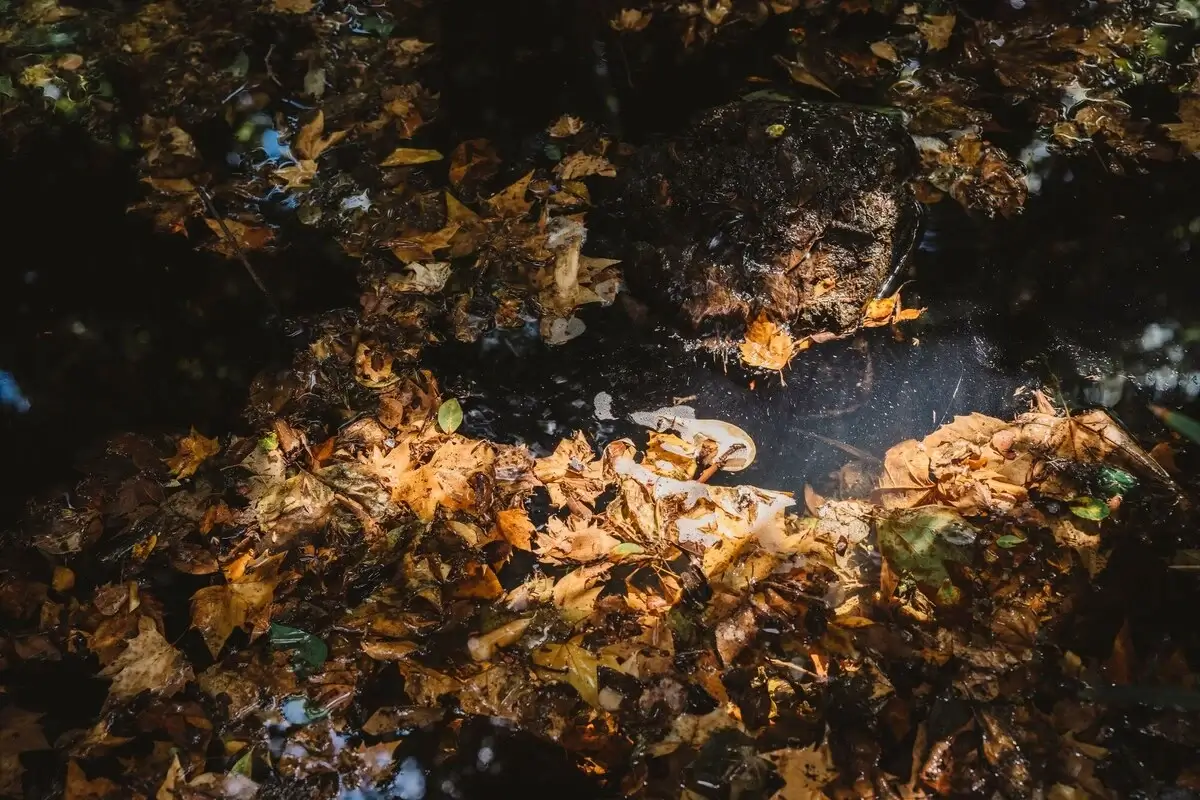 autumn-leaves-ground-forest