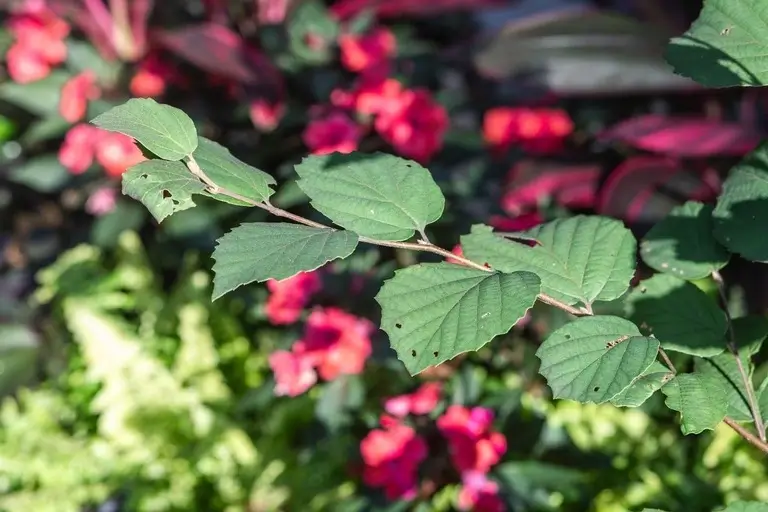 beautiful red flower's branch