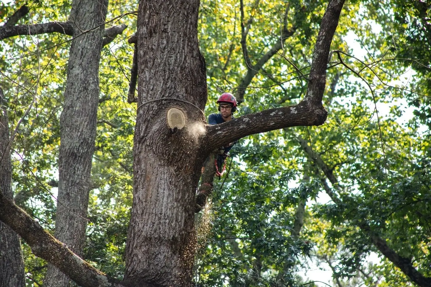 certified person pruning the tree