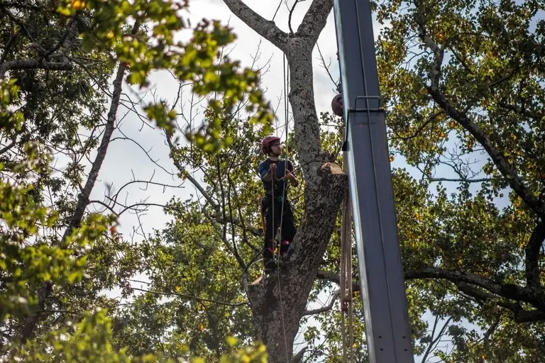 emergency tree removal process