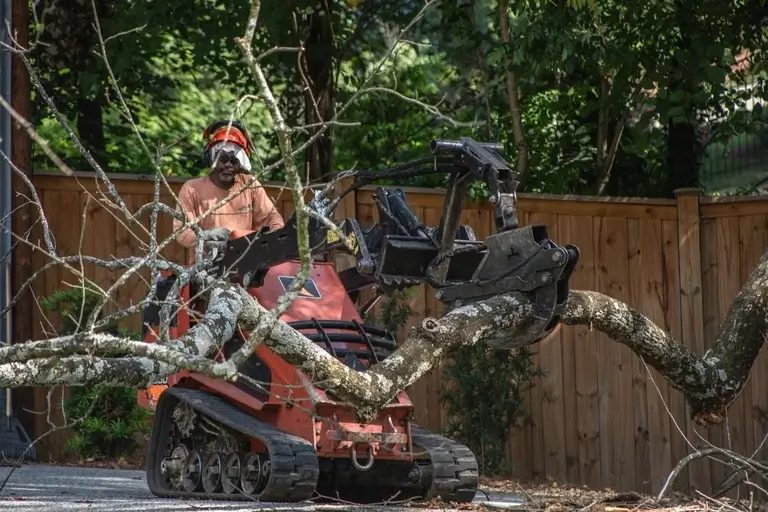 expert removing the tree