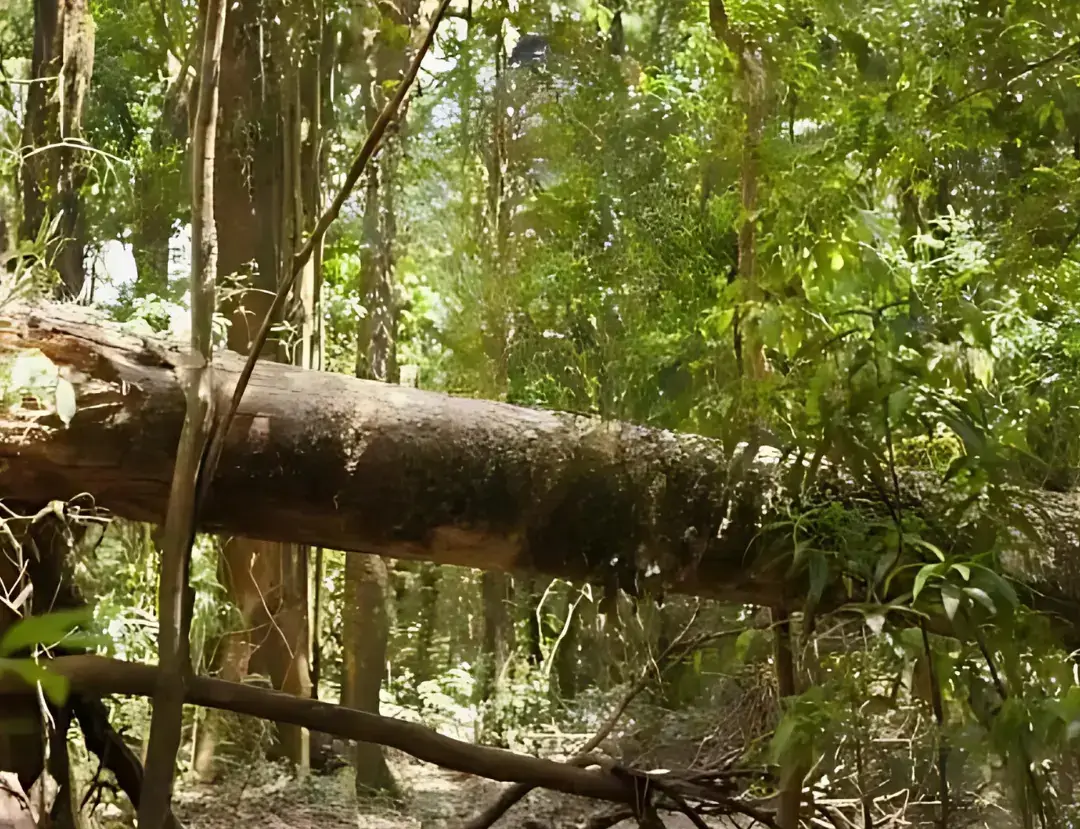 fallen tree on the way