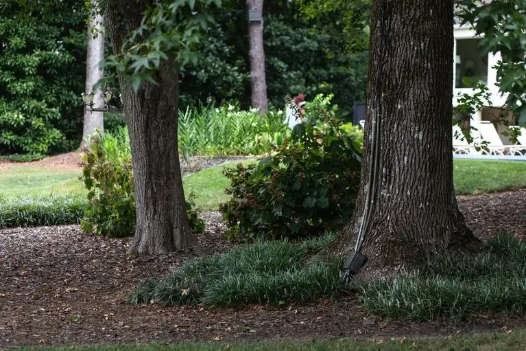 healthy shrubs with trees
