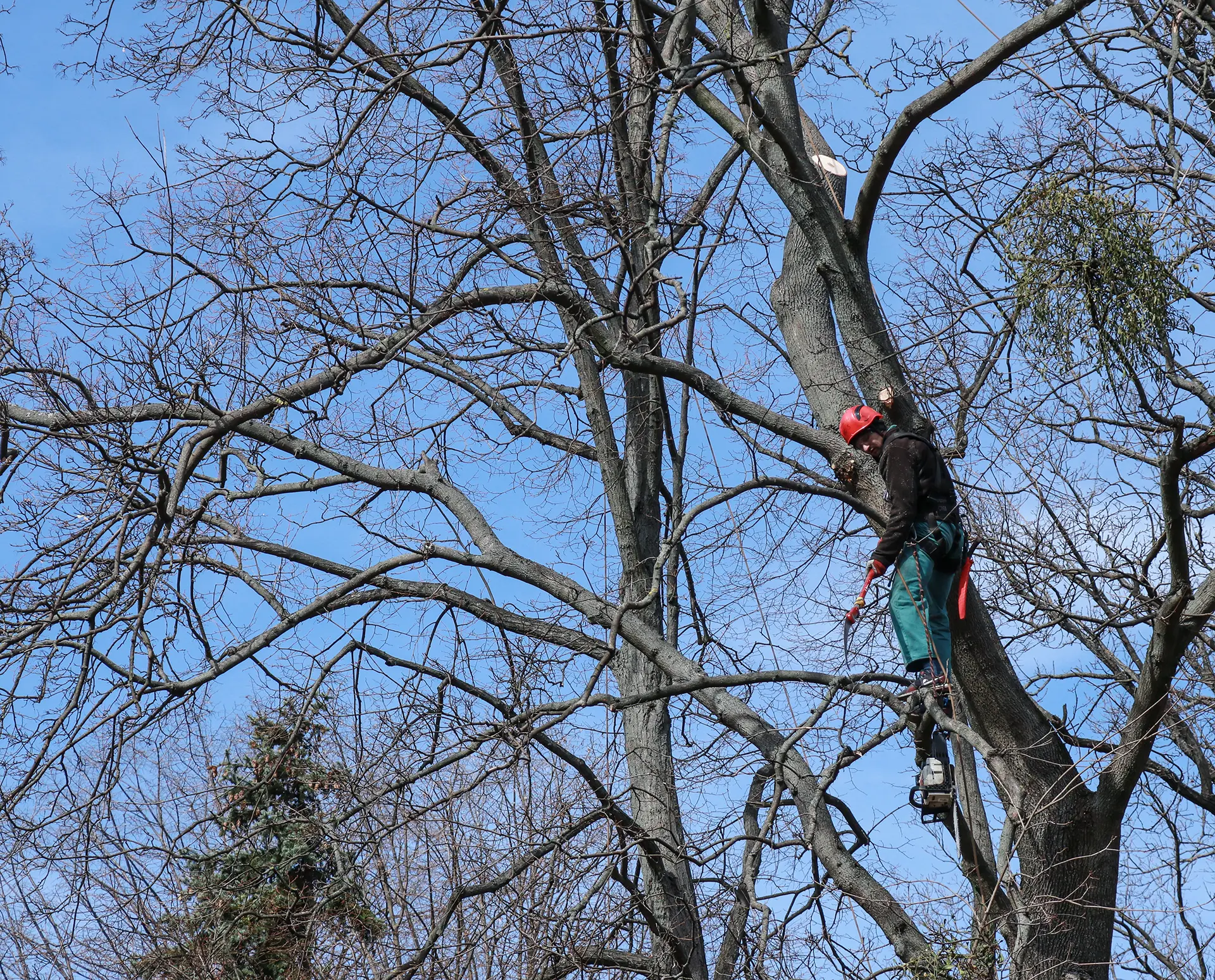 professional-worker-sitting-on-tree-and-with-chain