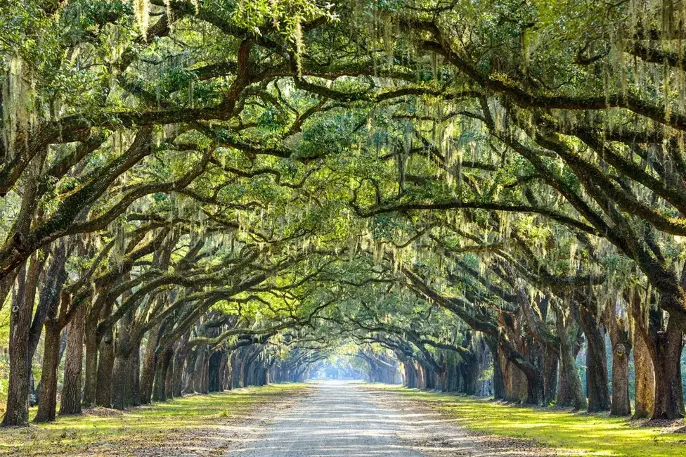 roadway covered by tree branches