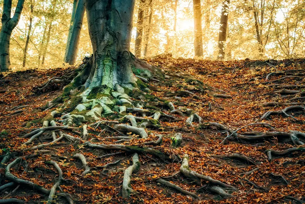 roots-of-big-tree-on-a-forest