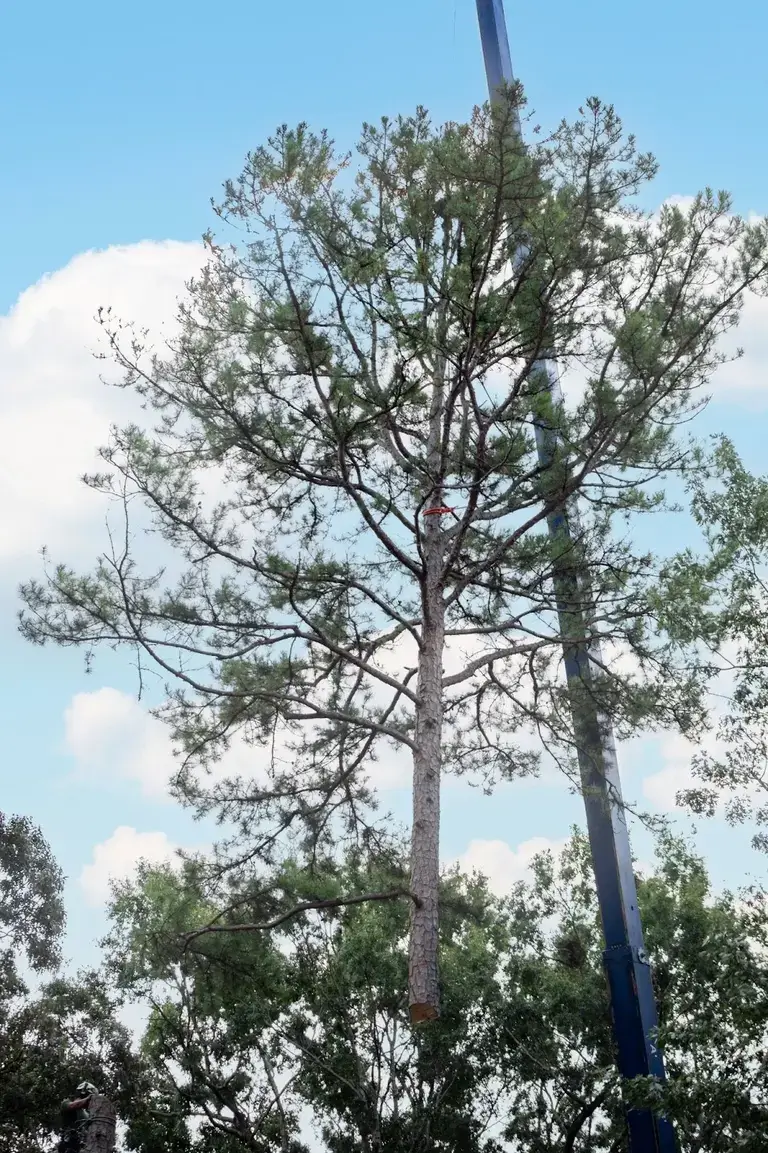 tree removal using crane
