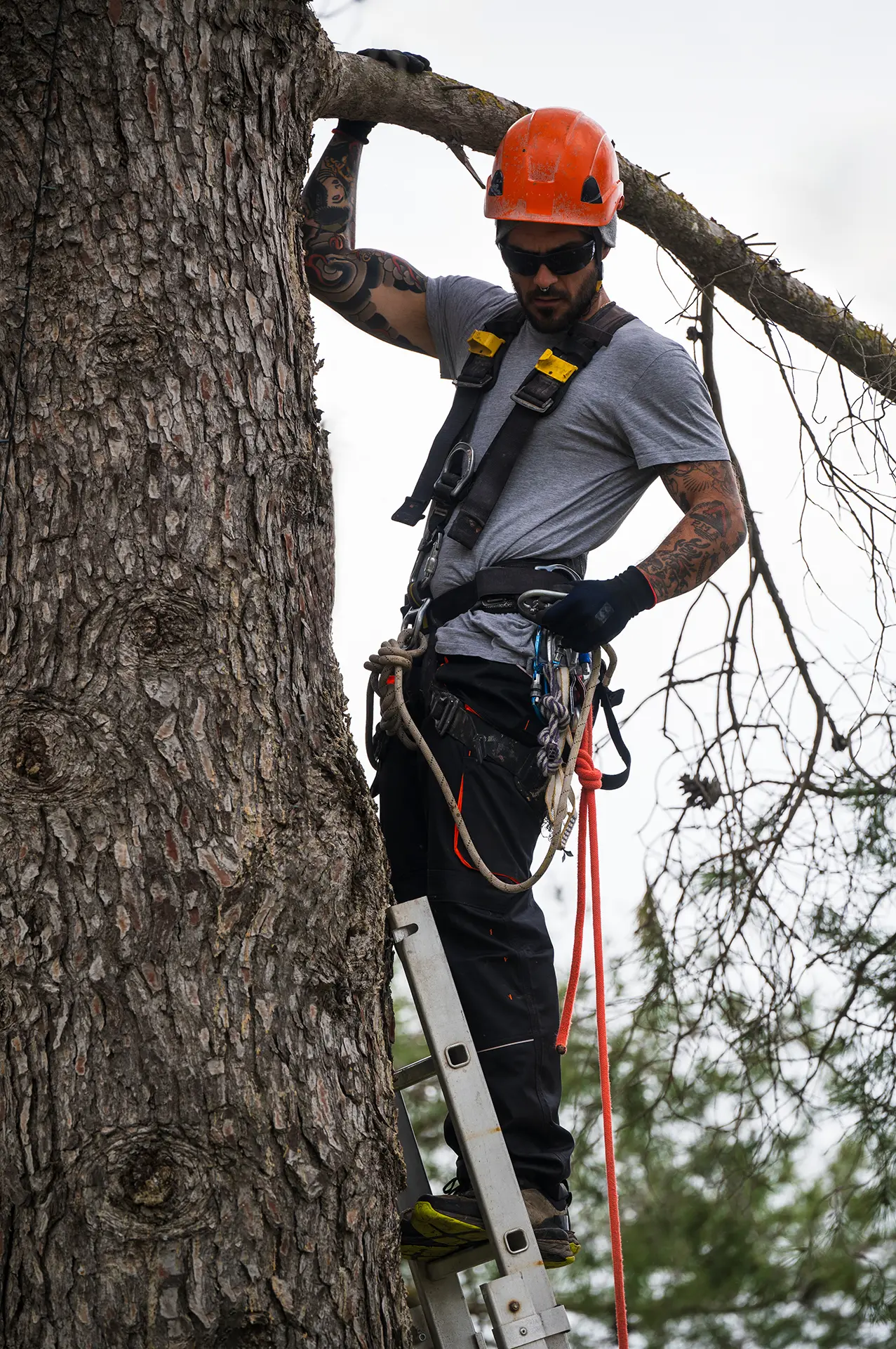 man pruning branches