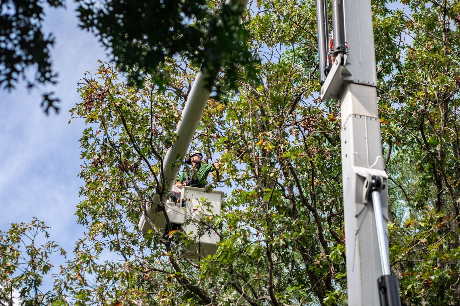 tree professional in crane pruning branches